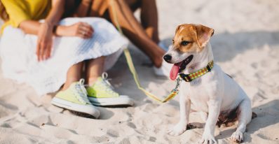foto perro playa andalucía